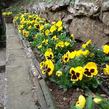 Morante Borgo a Mozzano